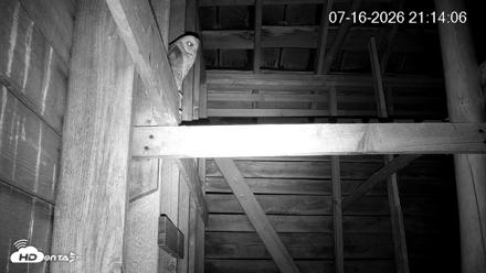 North Carolina Barn Owls Live Cam - Jul 16, 2026, 9:15pm EDT