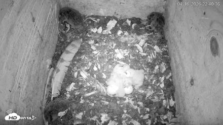 North Carolina Barn Owls Live Cam - Apr 16, 2026, 10:41pm EDT