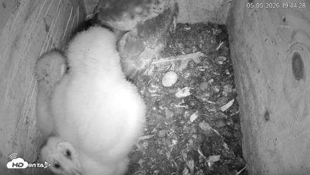 North Carolina Barn Owls Live Cam - May 5, 2026, 7:45pm EDT
