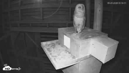 North Carolina Barn Owls Live Cam - Jun 20, 2026, 12:35am EDT