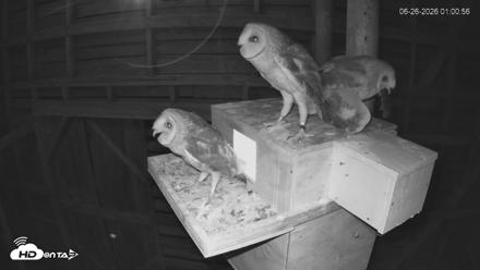 North Carolina Barn Owls Live Cam - Jun 26, 2026, 1:05am EDT