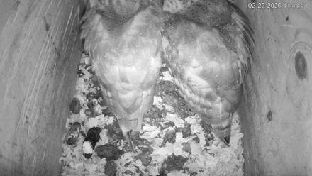 North Carolina Barn Owls Live Cam - Feb 22, 2026, 11:45am EST