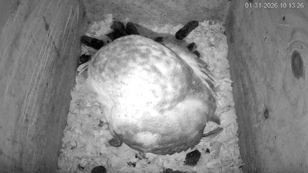 North Carolina Barn Owls Live Cam - Jan 31, 2026, 10:14am EST