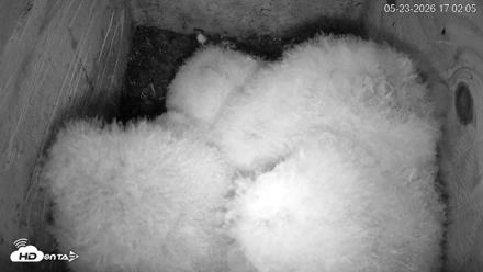 North Carolina Barn Owls Live Cam - May 23, 2026, 5:02pm EDT