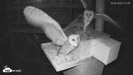 North Carolina Barn Owls Live Cam - Jun 26, 2026, 1:04am EDT