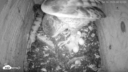 North Carolina Barn Owls Live Cam - Apr 16, 2026, 12:13am EDT