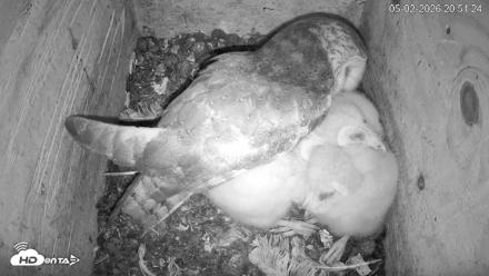 North Carolina Barn Owls Live Cam - May 2, 2026, 8:52pm EDT