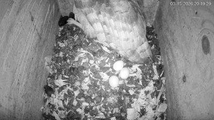 North Carolina Barn Owls Live Cam - Mar 15, 2026, 8:20pm EDT