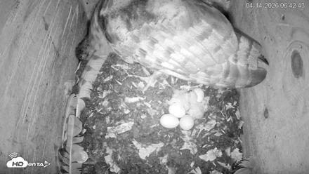 North Carolina Barn Owls Live Cam - Apr 14, 2026, 6:43am EDT