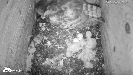 North Carolina Barn Owls Live Cam - Apr 21, 2026, 5:44pm EDT