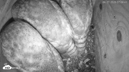 North Carolina Barn Owls Live Cam - Jun 27, 2026, 7:10am EDT