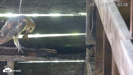 North Carolina Barn Owls Live Cam - Jul 15, 2026, 3:04pm EDT