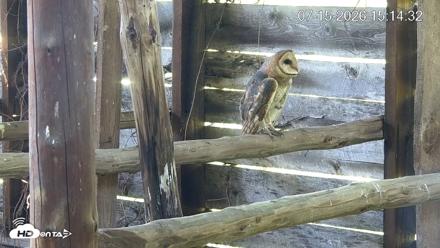 North Carolina Barn Owls Live Cam - Jul 15, 2026, 3:15pm EDT