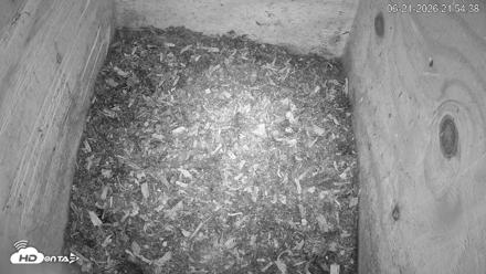 North Carolina Barn Owls Live Cam - Jun 21, 2026, 9:56pm EDT