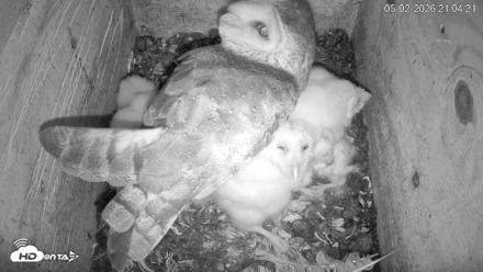 North Carolina Barn Owls Live Cam - May 2, 2026, 9:05pm EDT