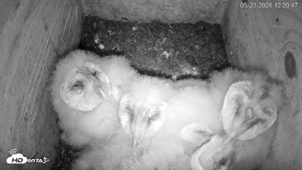 North Carolina Barn Owls Live Cam - May 23, 2026, 12:22pm EDT