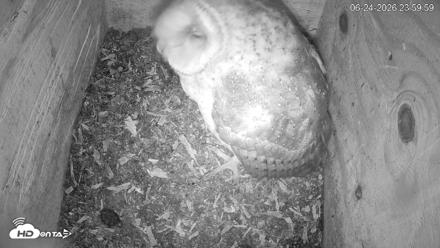 North Carolina Barn Owls Live Cam - Jun 25, 2026, 12:00am EDT