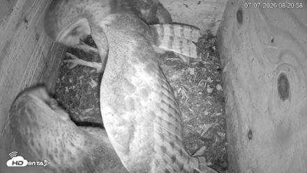 North Carolina Barn Owls Live Cam - Jul 7, 2026, 8:21am EDT