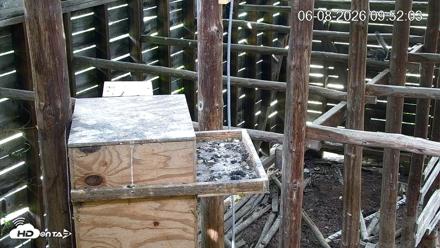 North Carolina Barn Owls Live Cam - Jun 8, 2026, 9:52am EDT