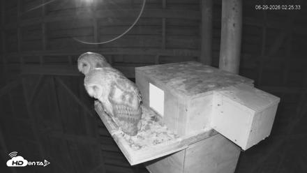 North Carolina Barn Owls Live Cam - Jun 29, 2026, 2:26am EDT
