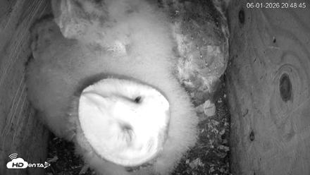 North Carolina Barn Owls Live Cam - Jun 1, 2026, 8:51pm EDT