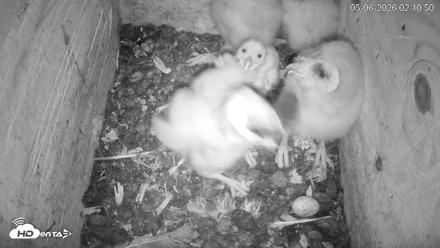 North Carolina Barn Owls Live Cam - May 6, 2026, 2:11am EDT