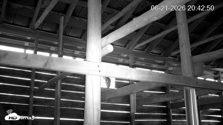 North Carolina Barn Owls Live Cam - Jun 21, 2026, 8:43pm EDT