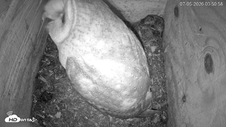 North Carolina Barn Owls Live Cam - Jul 5, 2026, 3:52am EDT