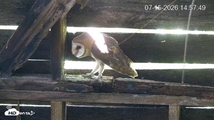 North Carolina Barn Owls Live Cam - Jul 15, 2026, 2:58pm EDT