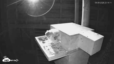 North Carolina Barn Owls Live Cam - Jun 8, 2026, 11:14pm EDT