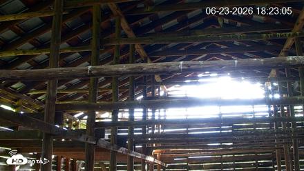 North Carolina Barn Owls Live Cam - Jun 23, 2026, 6:24pm EDT