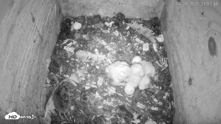 North Carolina Barn Owls Live Cam - Apr 20, 2026, 9:03pm EDT
