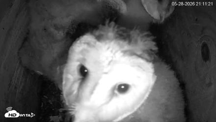 North Carolina Barn Owls Live Cam - May 28, 2026, 9:12pm EDT