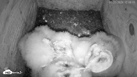 North Carolina Barn Owls Live Cam - May 23, 2026, 12:20pm EDT