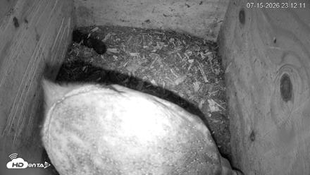 North Carolina Barn Owls Live Cam - Jul 15, 2026, 11:13pm EDT