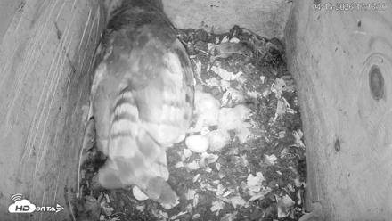 North Carolina Barn Owls Live Cam - Apr 15, 2026, 5:13pm EDT