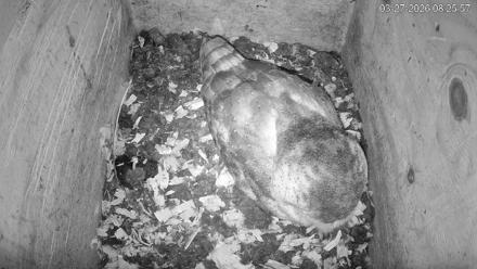 North Carolina Barn Owls Live Cam - Mar 27, 2026, 8:26am EDT