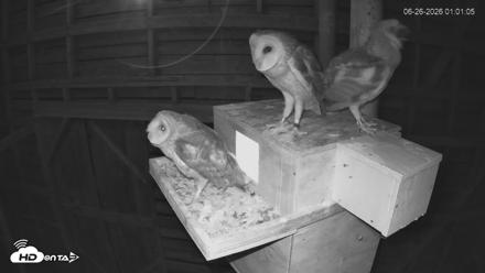 North Carolina Barn Owls Live Cam - Jun 26, 2026, 1:06am EDT