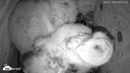 North Carolina Barn Owls Live Cam - Jun 2, 2026, 6:44am EDT
