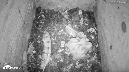 North Carolina Barn Owls Live Cam - Apr 21, 2026, 9:24pm EDT