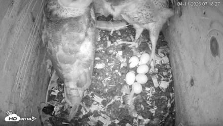 North Carolina Barn Owls Live Cam - Apr 11, 2026, 7:19am EDT