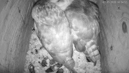 North Carolina Barn Owls Live Cam - Feb 15, 2026, 4:55pm EST