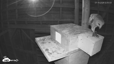 North Carolina Barn Owls Live Cam - Jul 16, 2026, 2:54am EDT