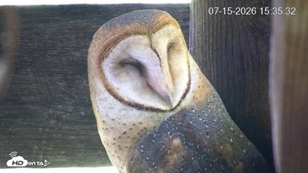 North Carolina Barn Owls Live Cam - Jul 15, 2026, 3:36pm EDT