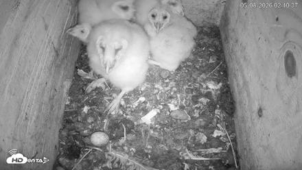 North Carolina Barn Owls Live Cam - May 8, 2026, 2:11am EDT