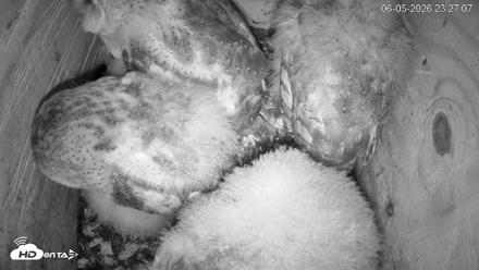 North Carolina Barn Owls Live Cam - Jun 5, 2026, 11:29pm EDT