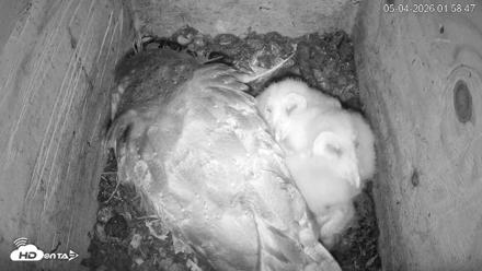 North Carolina Barn Owls Live Cam - May 4, 2026, 1:59am EDT