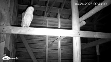 North Carolina Barn Owls Live Cam - Apr 24, 2026, 8:43pm EDT