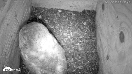 North Carolina Barn Owls Live Cam - Jun 16, 2026, 9:56pm EDT