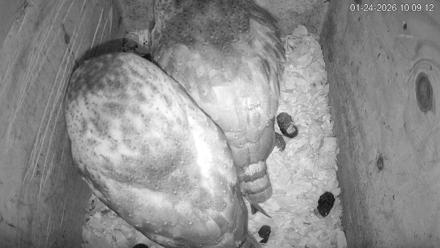 North Carolina Barn Owls Live Cam - Jan 24, 2026, 10:09am EST